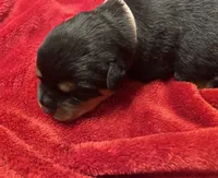 Pink girl, a female Rottweiler for sale in Houston, AR – Photo 2 of 2