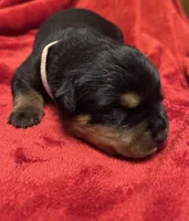 Pink girl, a female Rottweiler for sale in Houston, AR – Photo 1 of 2