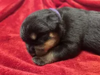 Purple Girl, a female Rottweiler for sale in Houston, AR – Photo 2 of 3