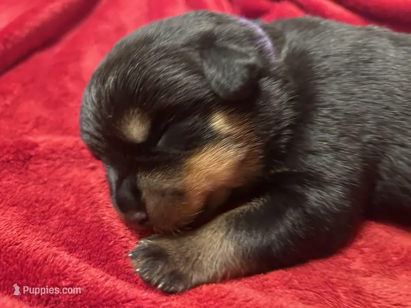 Purple Girl – Rottweiler puppy for sale in Houston, AR