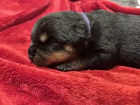 Purple Girl, a female Rottweiler for sale in Houston, AR – Photo 3 of 3