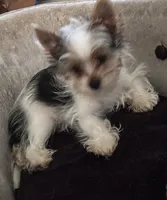 Male 3, a male Yorkshire Terrier for sale in Vero Beach, FL – 3 of 10