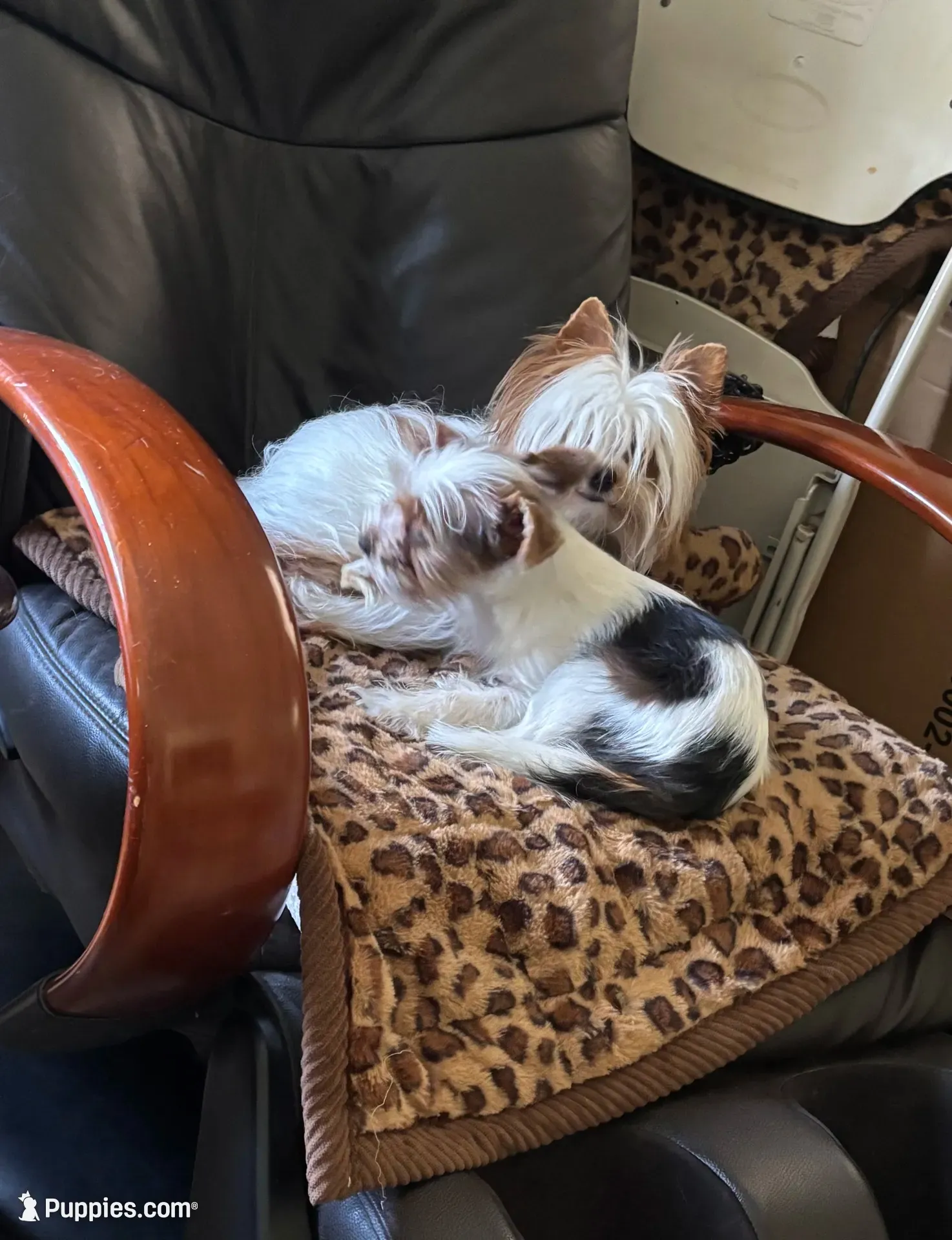 Jack, a male Biewer for sale in Vero Beach, FL – 6 of 10
