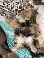 Male2, a male Yorkshire Terrier for sale in Vero Beach, FL – 10 of 10