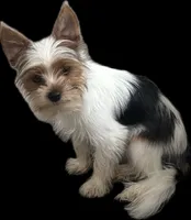 Jack, a male Biewer for sale in Vero Beach, FL – 1 of 10