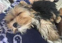 Floppy, a male Yorkshire Terrier for sale in Vero Beach, FL – 7 of 10
