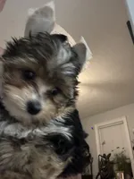 Male2, a male Yorkshire Terrier for sale in Vero Beach, FL – 7 of 10