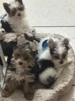 Male One, a male Yorkshire Terrier for sale in Vero Beach, FL – 7 of 10