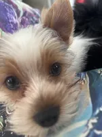 Jack, a male Biewer for sale in Vero Beach, FL – 7 of 9