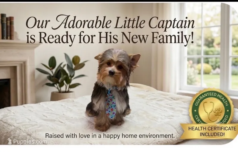 Male2 – Yorkshire Terrier puppy for sale in Vero Beach, FL