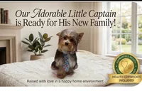 Male2, a male Yorkshire Terrier for sale in Vero Beach, FL – 1 of 10