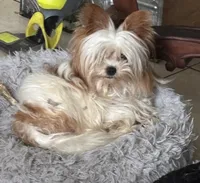 Jack, a male Biewer for sale in Vero Beach, FL – 9 of 10
