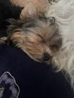 Floppy, a male Yorkshire Terrier for sale in Vero Beach, FL – 5 of 10