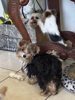 Floppy, a male Yorkshire Terrier for sale in Vero Beach, FL – 4 of 10