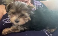 Male2, a male Yorkshire Terrier for sale in Vero Beach, FL – 4 of 10
