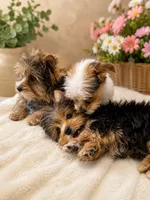 Male One, a male Yorkshire Terrier for sale in Vero Beach, FL – 5 of 10