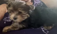 Male2, a male Yorkshire Terrier for sale in Vero Beach, FL – 9 of 10