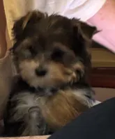 Floppy, a male Yorkshire Terrier for sale in Vero Beach, FL – 8 of 10