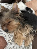 Male One, a male Yorkshire Terrier for sale in Vero Beach, FL – 6 of 10