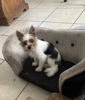 Jack, a male Biewer for sale in Vero Beach, FL – 2 of 10