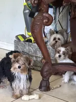 Floppy, a male Yorkshire Terrier for sale in Vero Beach, FL – 3 of 10