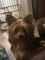 Male One, a male Yorkshire Terrier for sale in Vero Beach, FL – 10 of 10