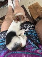 Jack, a male Biewer for sale in Vero Beach, FL – 9 of 9