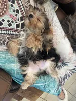 Floppy, a male Yorkshire Terrier for sale in Vero Beach, FL – 6 of 10