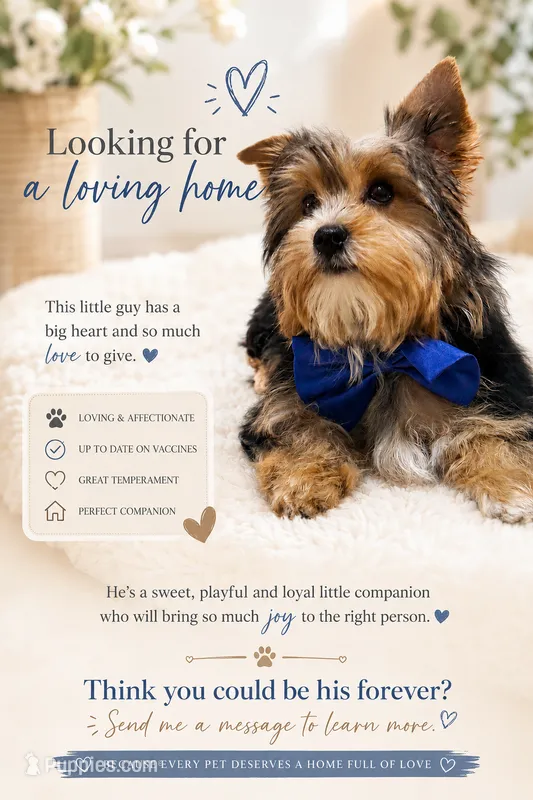 Male One – Yorkshire Terrier puppy for sale in Vero Beach, FL