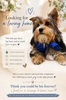 Male One, a male Yorkshire Terrier for sale in Vero Beach, FL – 1 of 10