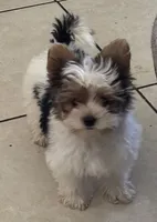 Male 3, a male Yorkshire Terrier for sale in Vero Beach, FL – 10 of 10