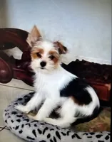 Jack, a male Biewer for sale in Vero Beach, FL – 1 of 9