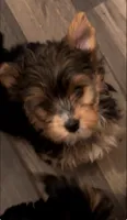 Floppy, a male Yorkshire Terrier for sale in Vero Beach, FL – 9 of 10