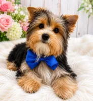 Male One, a male Yorkshire Terrier for sale in Vero Beach, FL – 2 of 10