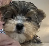 Floppy, a male Yorkshire Terrier for sale in Vero Beach, FL – 10 of 10