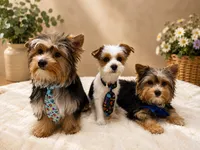 Jack, a male Biewer for sale in Vero Beach, FL – 2 of 9