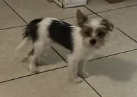 Jack, a male Biewer for sale in Vero Beach, FL – 3 of 9