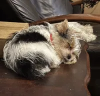 Male 3, a male Yorkshire Terrier for sale in Vero Beach, FL – 4 of 10