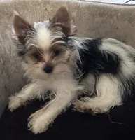 Male 3, a male Yorkshire Terrier for sale in Vero Beach, FL – 6 of 10