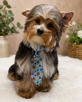 Male2, a male Yorkshire Terrier for sale in Vero Beach, FL – 2 of 10