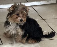 Floppy, a male Yorkshire Terrier for sale in Vero Beach, FL – 2 of 10