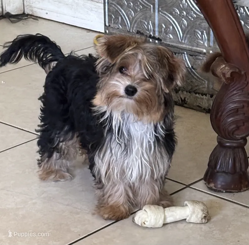 Floppy – Yorkshire Terrier puppy for sale in Vero Beach, FL