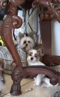 Jack, a male Biewer for sale in Vero Beach, FL – 4 of 9