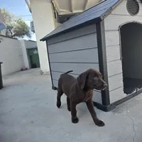 Labrador , a male Labrador Retriever for sale in Inglewood, CA – 2 of 5