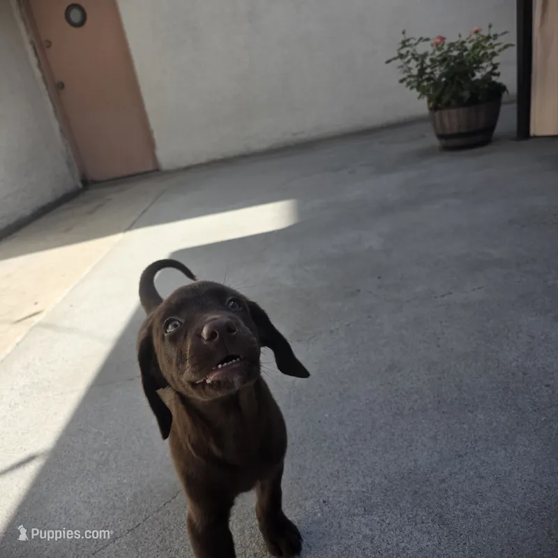 Labrador  – Labrador Retriever puppy for sale in Inglewood, CA