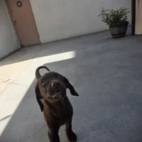 Labrador , a male Labrador Retriever for sale in Inglewood, CA – 1 of 5
