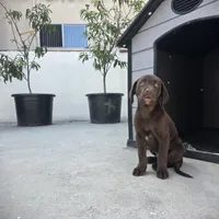 Labrador , a male Labrador Retriever for sale in Inglewood, CA – 4 of 5