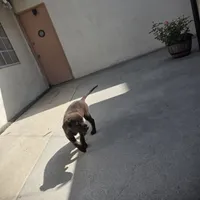 Labrador , a male Labrador Retriever for sale in Inglewood, CA – 5 of 5