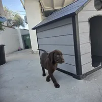 Labrador , a male Labrador Retriever for sale in Inglewood, CA – 3 of 5