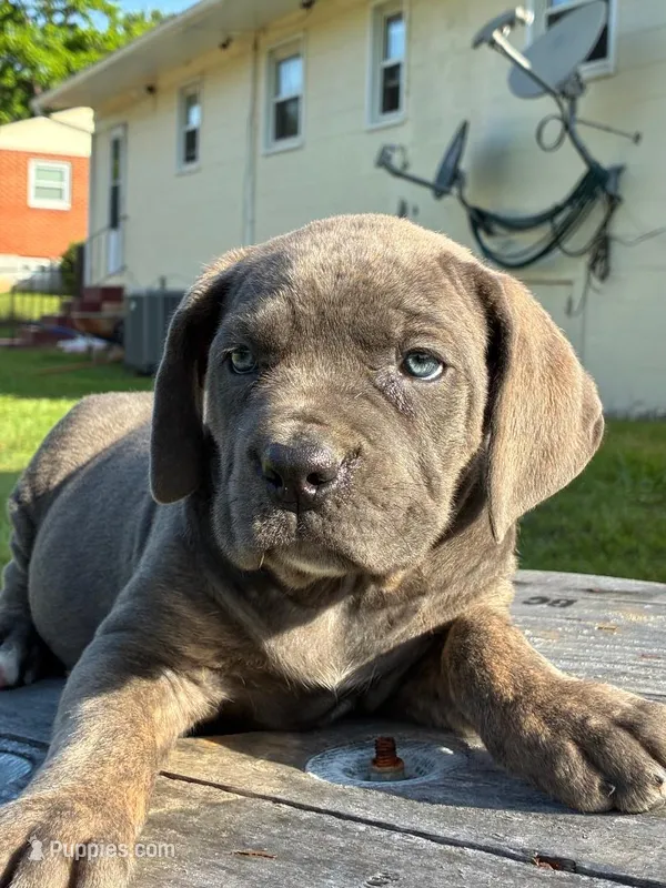 Maggie – Cane Corso puppy for sale in Madison Heights, VA